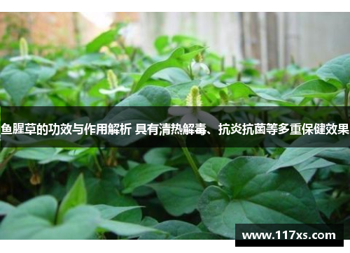 鱼腥草的功效与作用解析 具有清热解毒、抗炎抗菌等多重保健效果